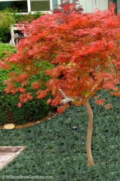 Orangeola Weeping Japanese Maple (High Graft Tree Form) - 2 Gallon Pot