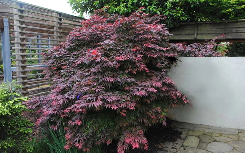 Oregon Sunset Japanese Maple (Acer Palmatum) - 2 Gallon Pot 6 Oregon Sunset Japanese Maple (Acer Palmatum) - 2 Gallon Pot - Image 6