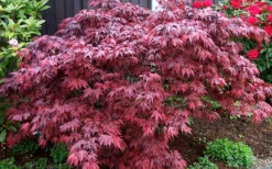 Oregon Sunset Japanese Maple (Acer Palmatum) - 3 Gallon Pot 10 Oregon Sunset Japanese Maple (Acer Palmatum) - 3 Gallon Pot -Wilson Bros Gardens Japanese Maple Oregon Sunset 4 1