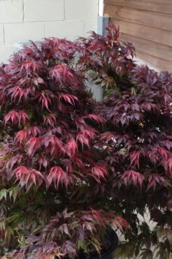 Oregon Sunset Japanese Maple - Acer Palmatum - 5 Gallon Pot -Wilson Bros Gardens Japanese Maple Oregon Sunset 5 5