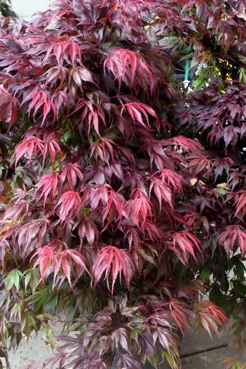 Oregon Sunset Japanese Maple (Acer Palmatum) - 3 Gallon Pot 1 Oregon Sunset Japanese Maple (Acer Palmatum) - 3 Gallon Pot