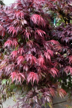 Oregon Sunset Japanese Maple - Acer Palmatum - 5 Gallon Pot