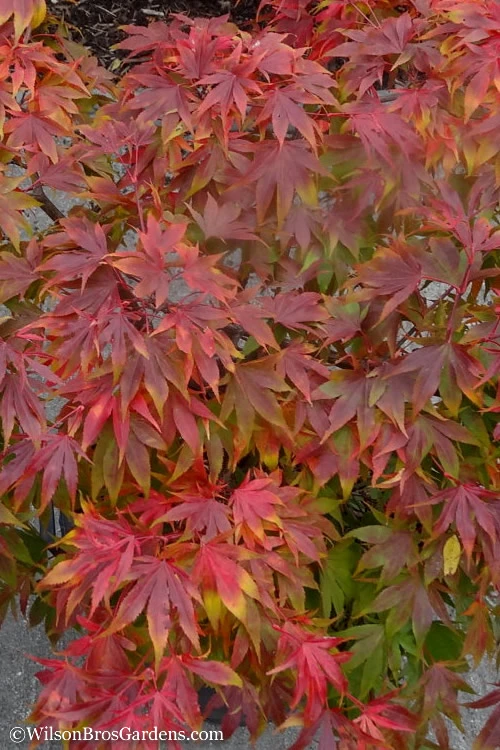 Oregon Sunset Japanese Maple (Acer Palmatum) - 2 Gallon Pot 5 Oregon Sunset Japanese Maple (Acer Palmatum) - 2 Gallon Pot - Image 5