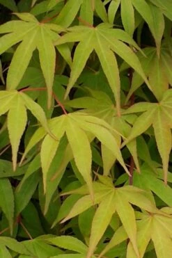 Osakazuki Japanese Maple - 3 Gallon Pot -Wilson Bros Gardens Japanese Maple Osakazuki 5