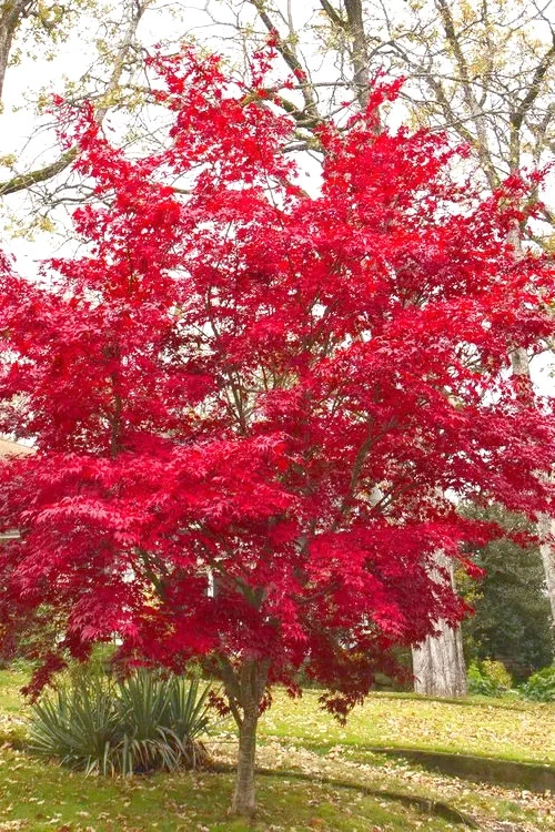 OsakazukiJapanese Maple - 2 Gallon Pot 5 OsakazukiJapanese Maple - 2 Gallon Pot - Image 5