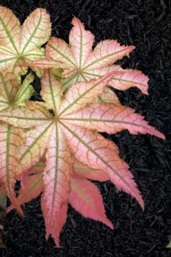 Peaches And Cream Japanese Maple - 3 Gallon Pot