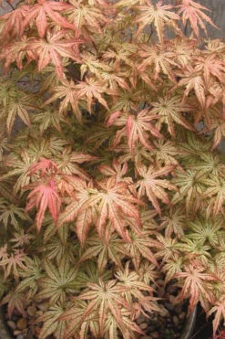 Peaches And Cream Japanese Maple - 5 Gallon Pot -Wilson Bros Gardens Japanese Maple Peaches And Cream 8 1