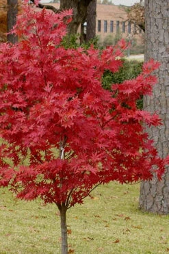 Pixie Dwarf Red Japanese Maple - 5 Gallon Pot 11 Pixie Dwarf Red Japanese Maple - 5 Gallon Pot -Wilson Bros Gardens Japanese Maple Pixie Dwarf 10 2