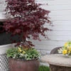 Pixie Dwarf Red Japanese Maple - 3 Gallon Pot (1.5-2')