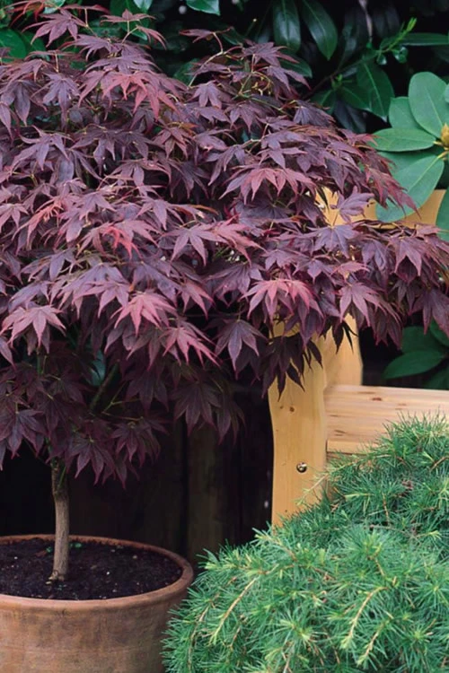 Pixie Dwarf Red Japanese Maple - 3 Gallon Pot (4-5') 5 Pixie Dwarf Red Japanese Maple - 3 Gallon Pot (4-5') - Image 5