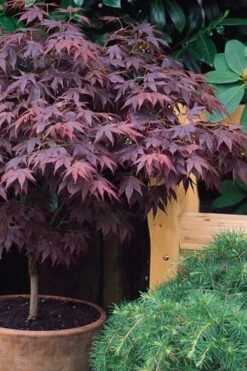 Pixie Dwarf Red Japanese Maple - 3 Gallon Pot 10 Pixie Dwarf Red Japanese Maple - 3 Gallon Pot -Wilson Bros Gardens Japanese Maple Pixie Dwarf 6 8