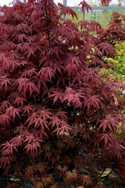 Pixie Dwarf Red Japanese Maple - 5 Gallon Pot 9 Pixie Dwarf Red Japanese Maple - 5 Gallon Pot -Wilson Bros Gardens Japanese Maple Pixie Dwarf 9 2