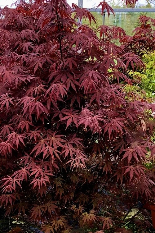 Pixie Dwarf Red Japanese Maple - 5 Gallon Pot 4 Pixie Dwarf Red Japanese Maple - 5 Gallon Pot - Image 4