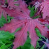 Purple Ghost Japanese Maple - 7 Gallon Pot (5-6')
