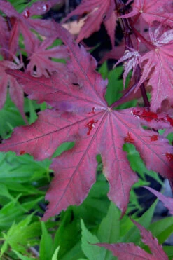 Purple Ghost Japanese Maple - 2 Gallon Pot