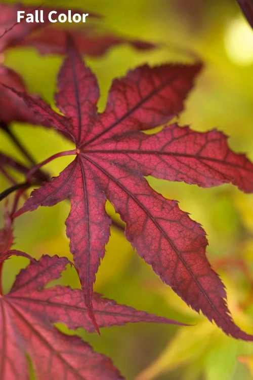Purple Ghost Japanese Maple - 5 Gallon Pot 4 Purple Ghost Japanese Maple - 5 Gallon Pot - Image 4