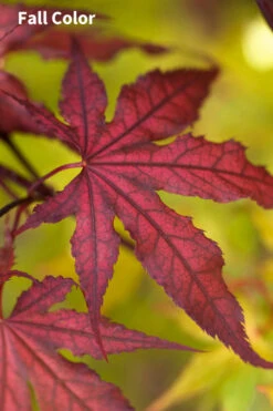 Purple Ghost Japanese Maple - 1 Gallon Pot -Wilson Bros Gardens Japanese Maple Purple Ghost 3 6