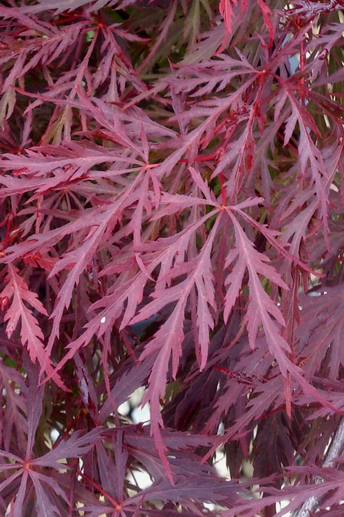 Red Dragon Dwarf Japanese Maple - 3 Gallon Pot 6 Red Dragon Dwarf Japanese Maple - 3 Gallon Pot - Image 6