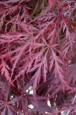 Red Dragon Dwarf Japanese Maple (High Graft) - 3 Gallon Pot (30-36") -Wilson Bros Gardens Japanese Maple Red Dragon 11 6