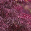 Red Dragon Dwarf Japanese Maple - 3 Gallon Pot