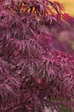 Red Dragon Dwarf Japanese Maple - 5 Gallon Pot (2-3')