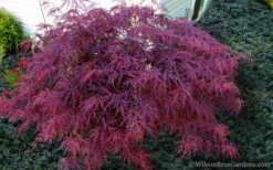Red Dragon Dwarf Japanese Maple - 5 Gallon Pot (1-2') 11 Red Dragon Dwarf Japanese Maple - 5 Gallon Pot (1-2') -Wilson Bros Gardens Japanese Maple Red Dragon 21 4