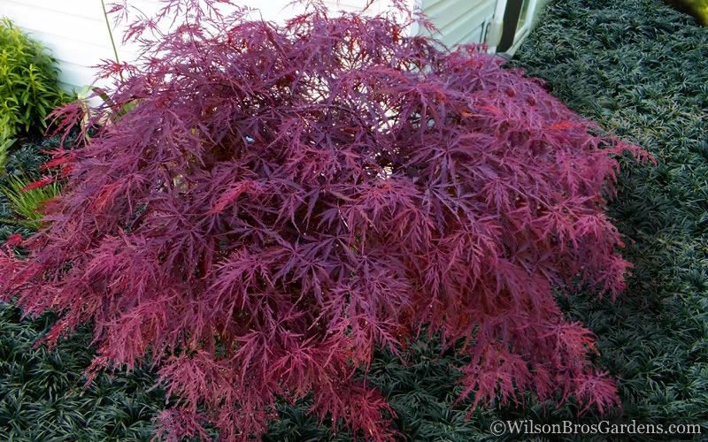 Red Dragon Dwarf Japanese Maple - 3 Gallon Pot 4 Red Dragon Dwarf Japanese Maple - 3 Gallon Pot - Image 4