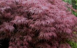 Red Dragon Dwarf Japanese Maple - 5 Gallon Pot (3-4') 14 Red Dragon Dwarf Japanese Maple - 5 Gallon Pot (3-4') -Wilson Bros Gardens Japanese Maple Red Dragon 3 1