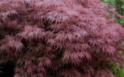 Red Dragon Dwarf Japanese Maple - 3 Gallon Pot -Wilson Bros Gardens Japanese Maple Red Dragon 3 3
