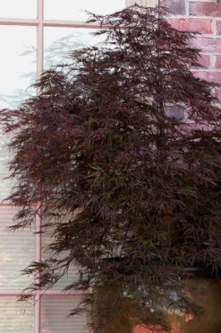 Red Select Laceleaf Japanese Maple - 1 Gallon Pot 11 Red Select Laceleaf Japanese Maple - 1 Gallon Pot -Wilson Bros Gardens Japanese Maple Red Select 2 1