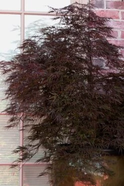 Red Select Laceleaf Japanese Maple - 3 Gallon Pot -Wilson Bros Gardens Japanese Maple Red Select 2