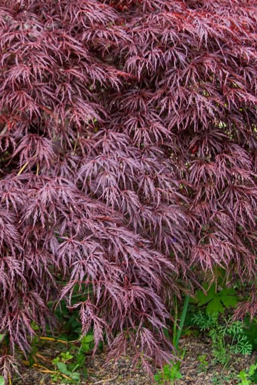 Red Select Laceleaf Japanese Maple - 1 Gallon Pot 1 Red Select Laceleaf Japanese Maple - 1 Gallon Pot