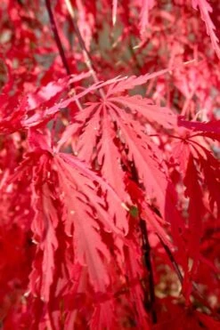 Red Select Laceleaf Japanese Maple - 3 Gallon Pot -Wilson Bros Gardens Japanese Maple Red Select 4