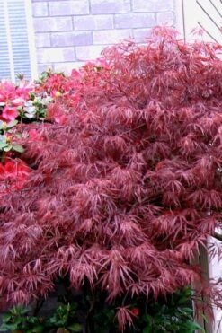 Red Select Laceleaf Japanese Maple - 3 Gallon Pot -Wilson Bros Gardens Japanese Maple Red Select 5