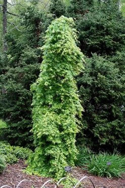 Ryusen Weeping Japanese Maple - 1 Gallon Pot -Wilson Bros Gardens Japanese Maple Ryusen 1 1