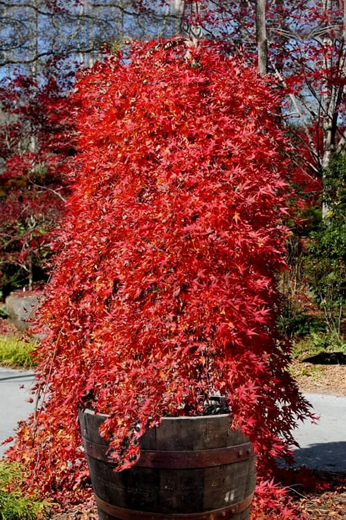 Ryusen Weeping Japanese Maple - 5 Gallon Pot 1 Ryusen Weeping Japanese Maple - 5 Gallon Pot