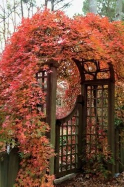 Ryusen Weeping Japanese Maple - 1 Gallon Pot -Wilson Bros Gardens Japanese Maple Ryusen 2 1