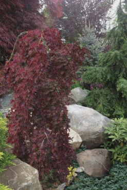 Ryusen Weeping Japanese Maple - 5 Gallon Pot (4-5') -Wilson Bros Gardens Japanese Maple Ryusen 5