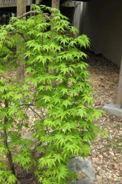 Ryusen Weeping Japanese Maple - 1 Gallon Pot -Wilson Bros Gardens Japanese Maple Ryusen 6 1