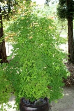 Ryusen Weeping Japanese Maple - 5 Gallon Pot 15 Ryusen Weeping Japanese Maple - 5 Gallon Pot -Wilson Bros Gardens Japanese Maple Ryusen 8 2