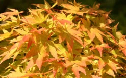 Sango Kaku Coral Bark Japanese Maple - 5 Gallon Pot (6-7') -Wilson Bros Gardens Japanese Maple Sango Kaku 22 4