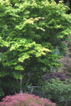 Sango Kaku Coral Bark Japanese Maple - 7 Gallon Pot (5-6) -Wilson Bros Gardens Japanese Maple Sango Kaku 30