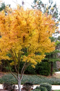 Sango Kaku Coral Bark Japanese Maple - 7 Gallon Pot (5-6) -Wilson Bros Gardens Japanese Maple Sango Kaku 31