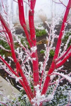 Sango Kaku Coral Bark Japanese Maple - 5 Gallon Pot -Wilson Bros Gardens Japanese Maple Sango Kaku Coral Bark 500x750 5