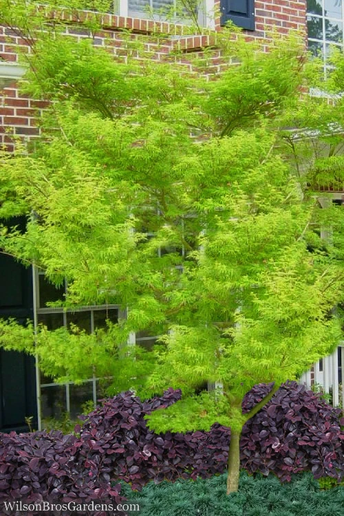Seiryu Japanese Maple - 5 Gallon Pot (7-8') 6 Seiryu Japanese Maple - 5 Gallon Pot (7-8') - Image 6
