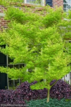Seiryu Japanese Maple - 5 Gallon Pot -Wilson Bros Gardens Japanese Maple Seiryu 23 3