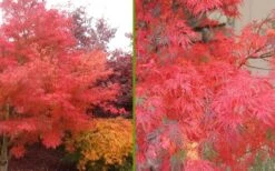 Seiryu Japanese Maple - 5 Gallon Pot -Wilson Bros Gardens Japanese Maple Seiryu Fall Color 3