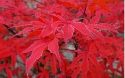 Shirazz Japanese Maple - 5 Gallon Pot (2-3') 13 Shirazz Japanese Maple - 5 Gallon Pot (2-3') -Wilson Bros Gardens Japanese Maple Shirazz 10 2