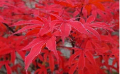 Shirazz Japanese Maple - 2 Gallon Pot -Wilson Bros Gardens Japanese Maple Shirazz 10