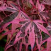 Shirazz Japanese Maple - 5 Gallon Pot (2-3')